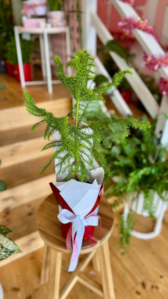 Christmas Tree - Norfolk Pine