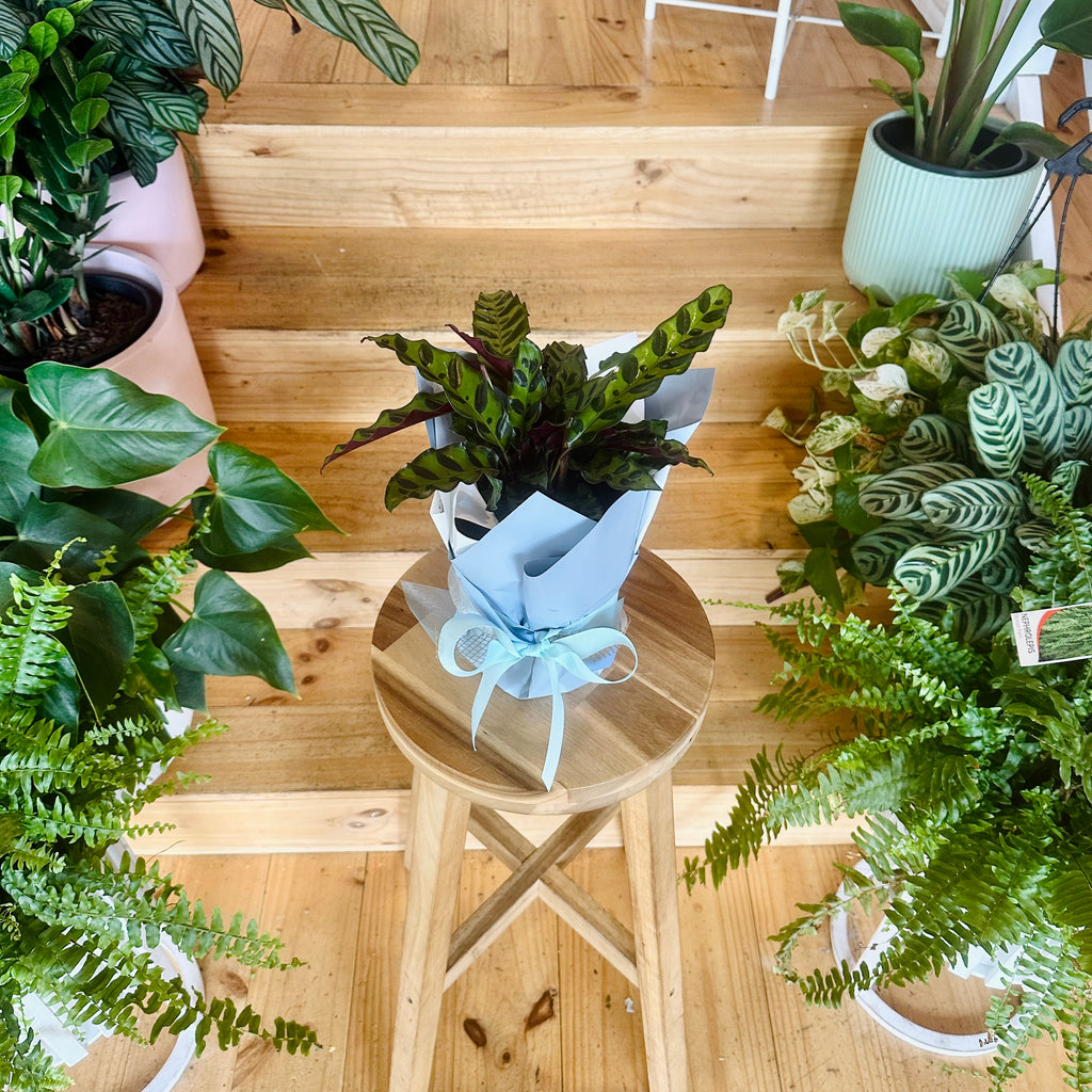 Rattlesnack Calathea - 140mm (Pot Combo Option)