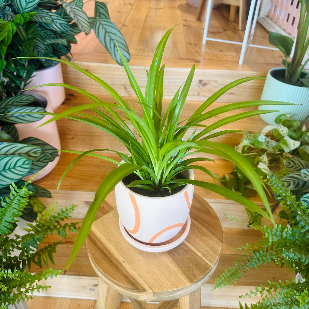 Green Spider Plant - 130mm (Pot Combo Option)