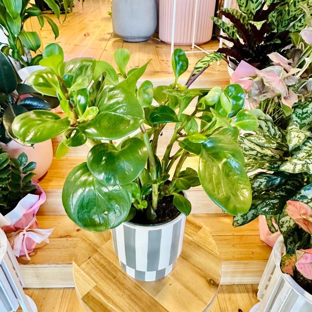 Peperomia Red Canyon - 120mm (Pot Combo Option)