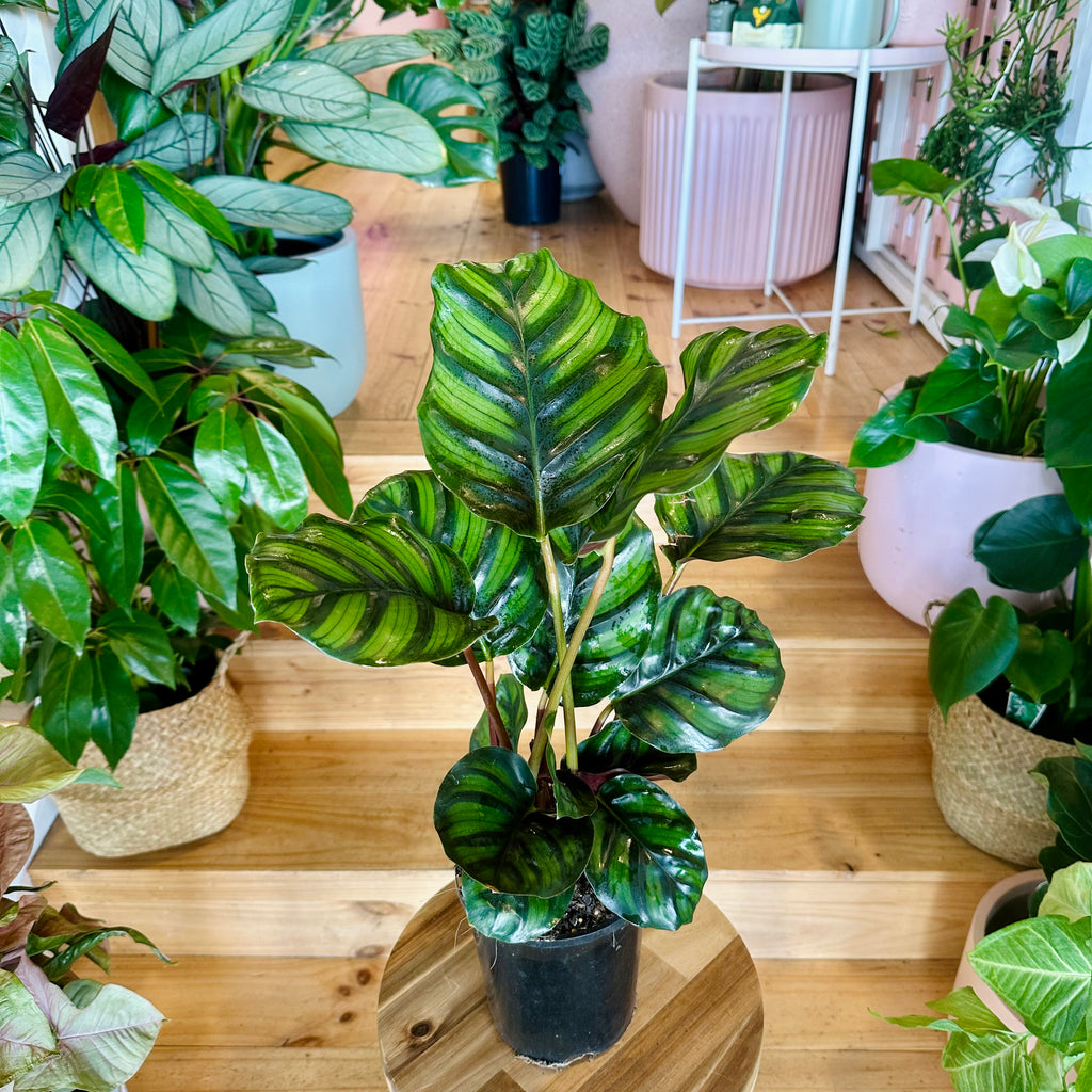 Pinstripe Fasciata Calathea - 140mm (Pot Combo Option)