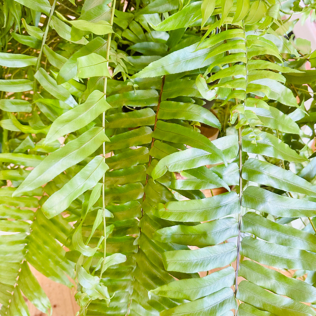 Bostern Fern - Hanging Basket