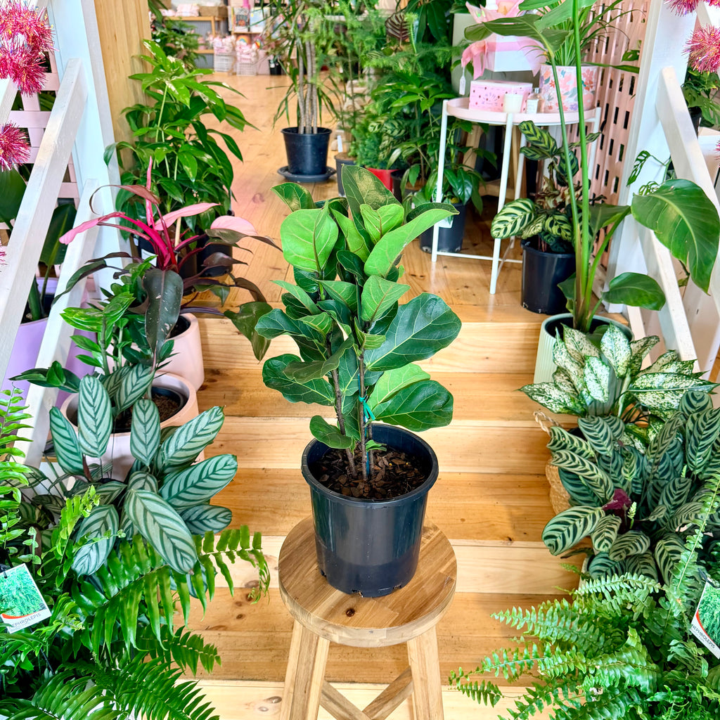 Fiddle Leaf Fig - 200mm (Pot Combo Option)