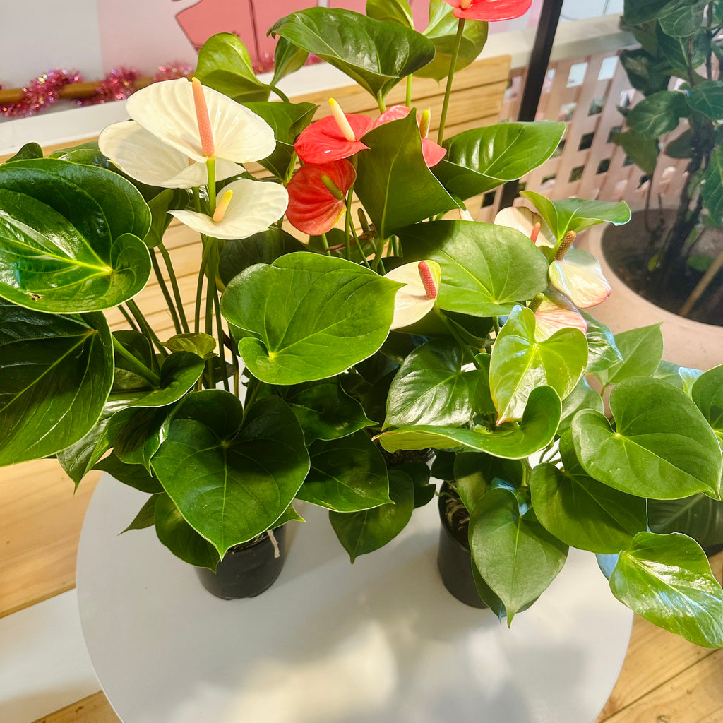 Anthurium (Assorted Colours) - 140mm