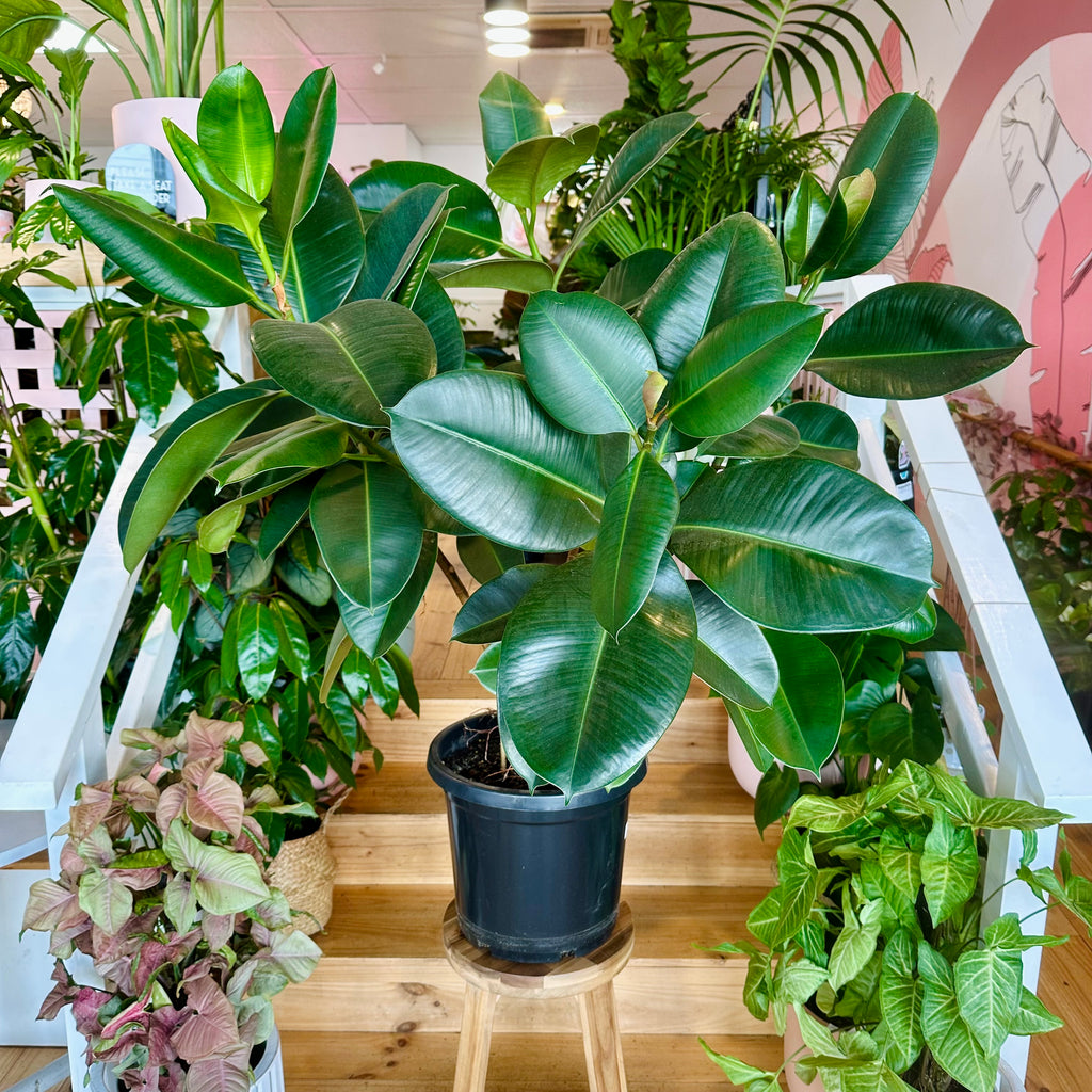 Ficus Elastica Rubber Tree (Robusta) - 300mm