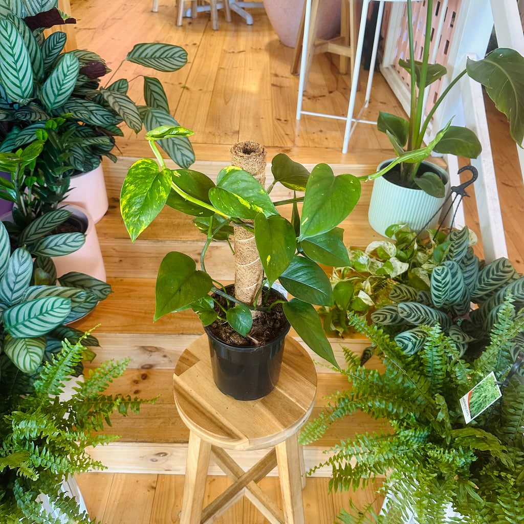 Devil’s Ivy - 170mm