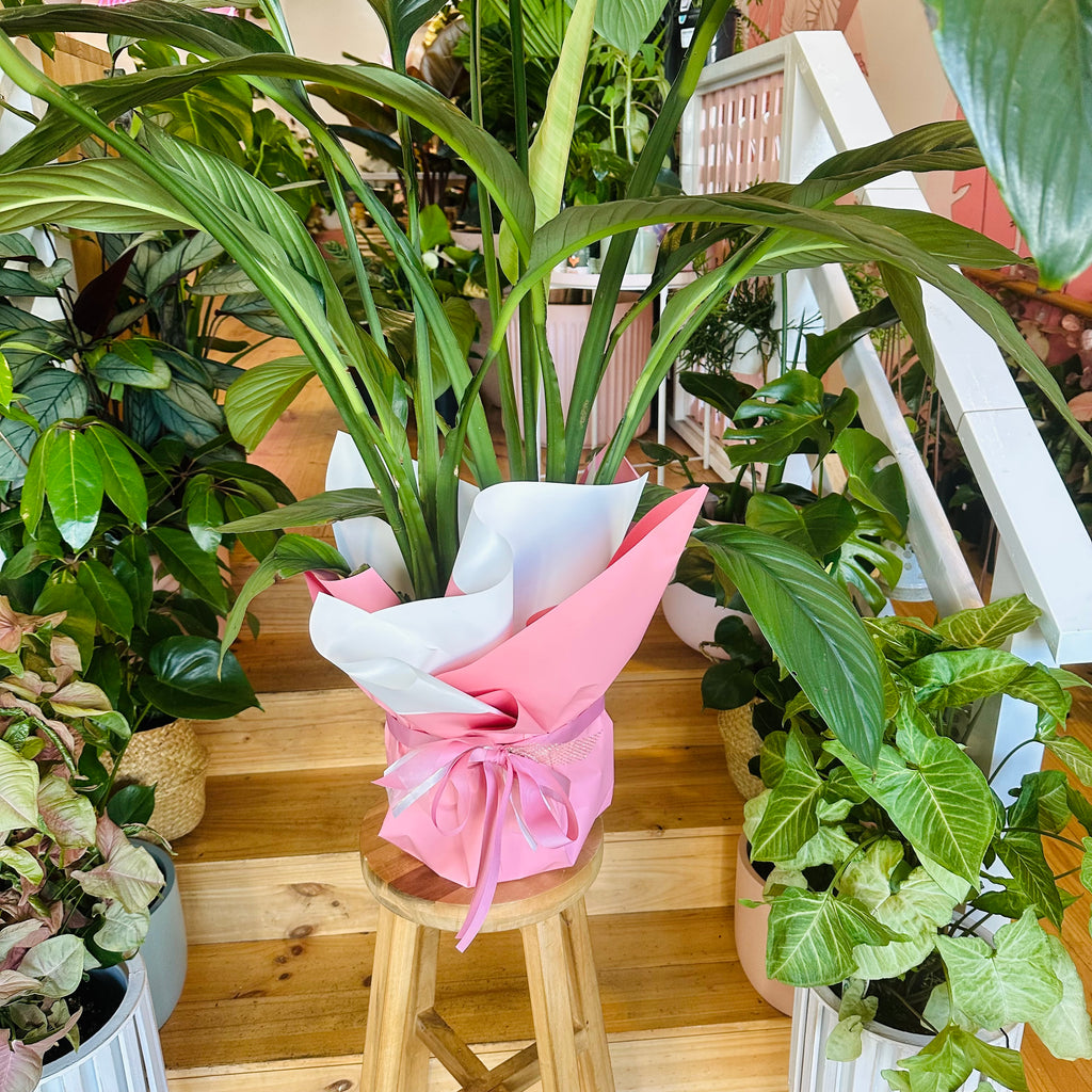 Peace Lily - 250mm (Pot Combo Option)