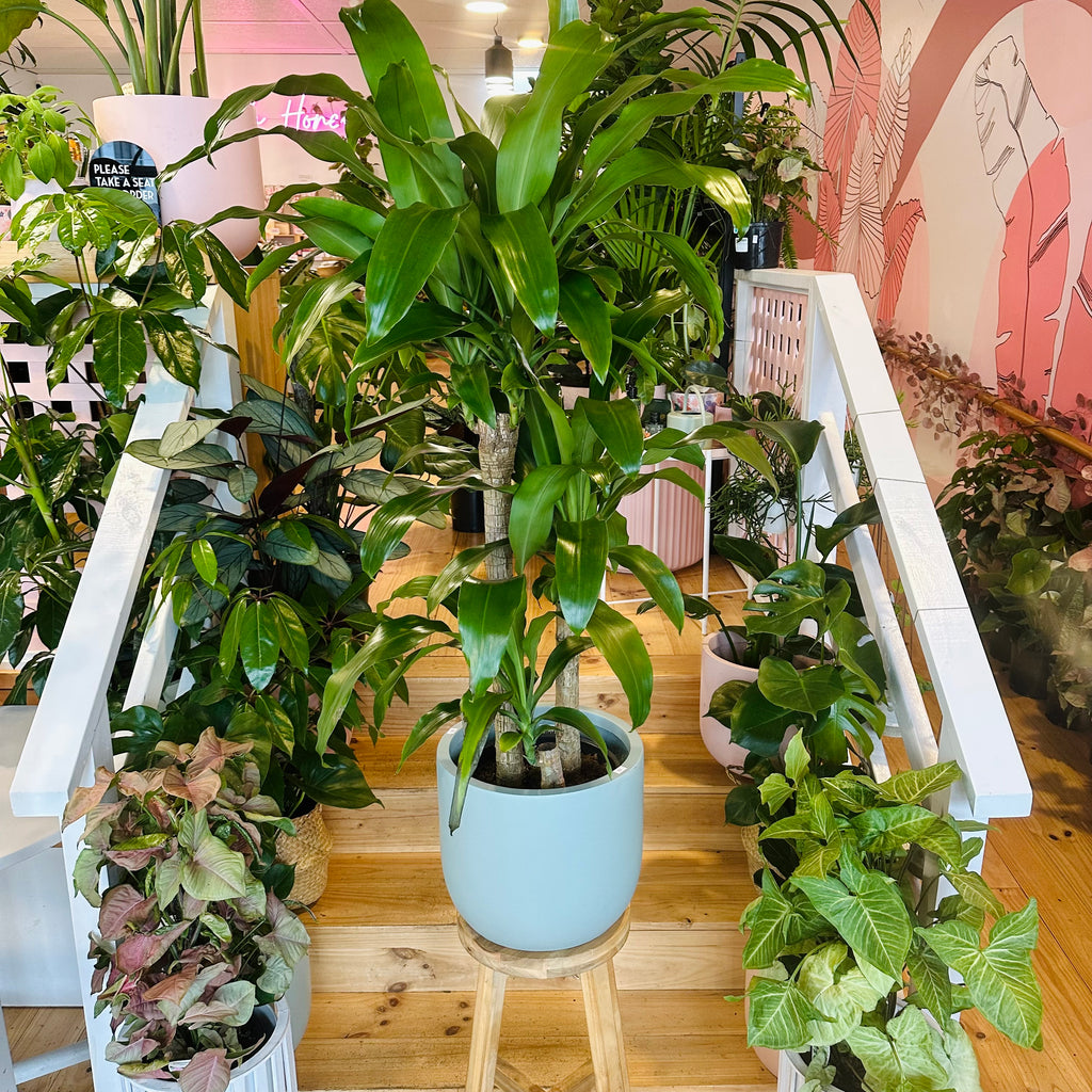 Happy Plant - 250mm