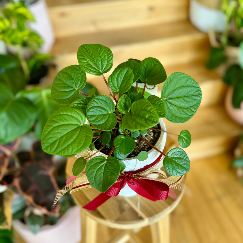 Christmas Peperomia Rana Verde 120mm + Pot Combo