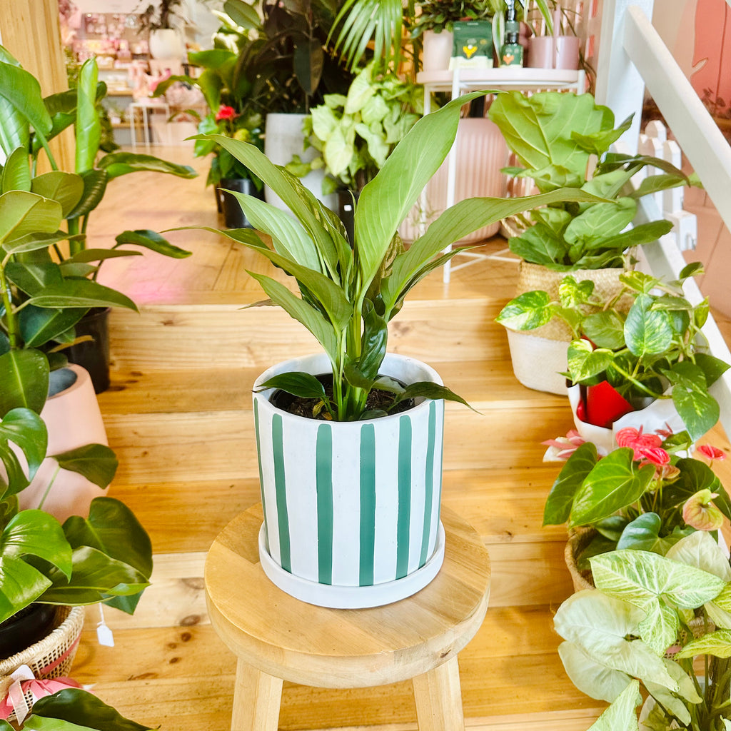 Peace Lily - 140mm (Pot Combo Option)