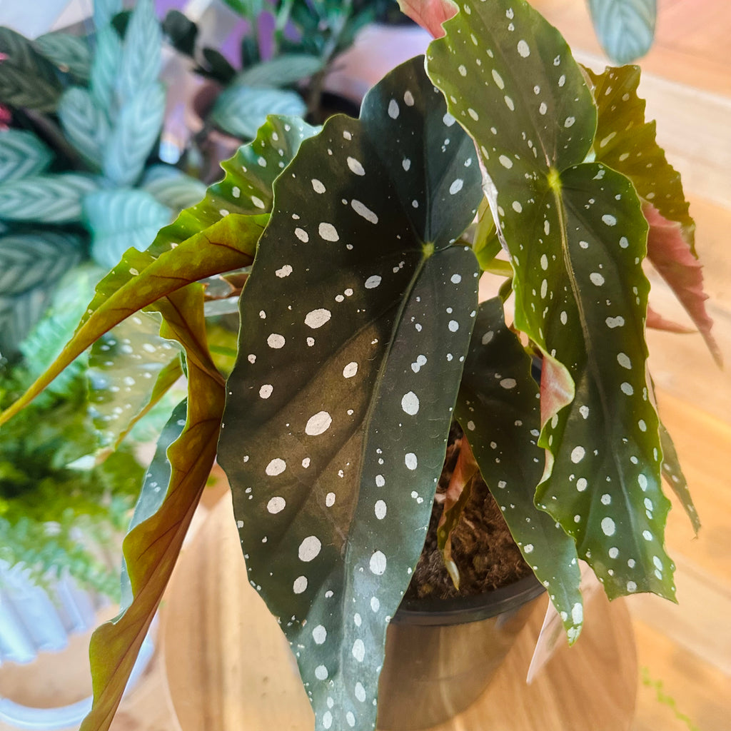 Begonia ‘Polka Dot’ - 170mm