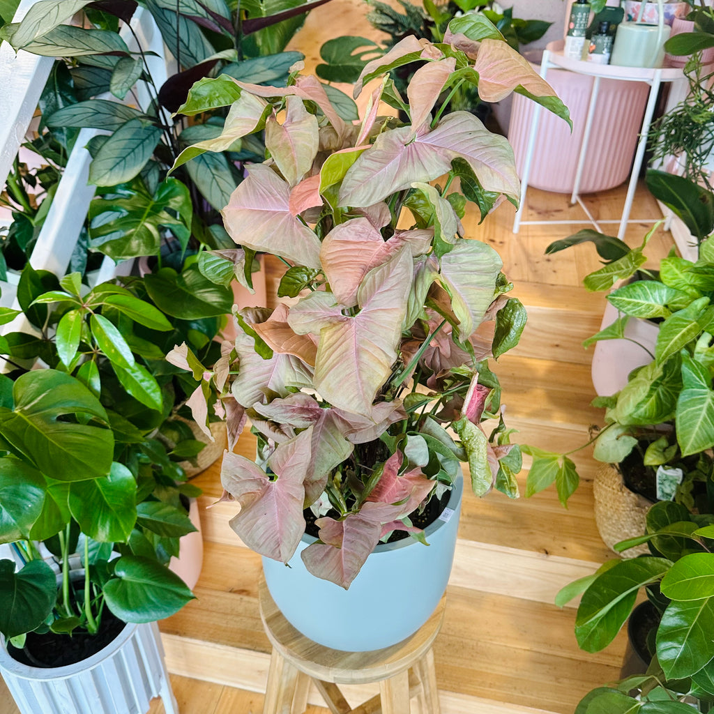 Syngonium Neon - 200mm (Pot Combo Option)