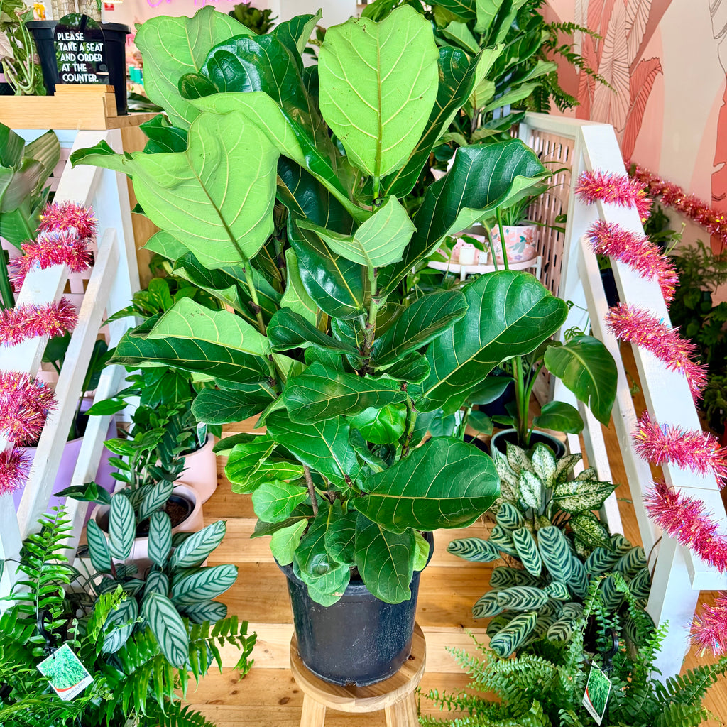 Fiddle Leaf Fig - 300mm (Pot Combo Option)
