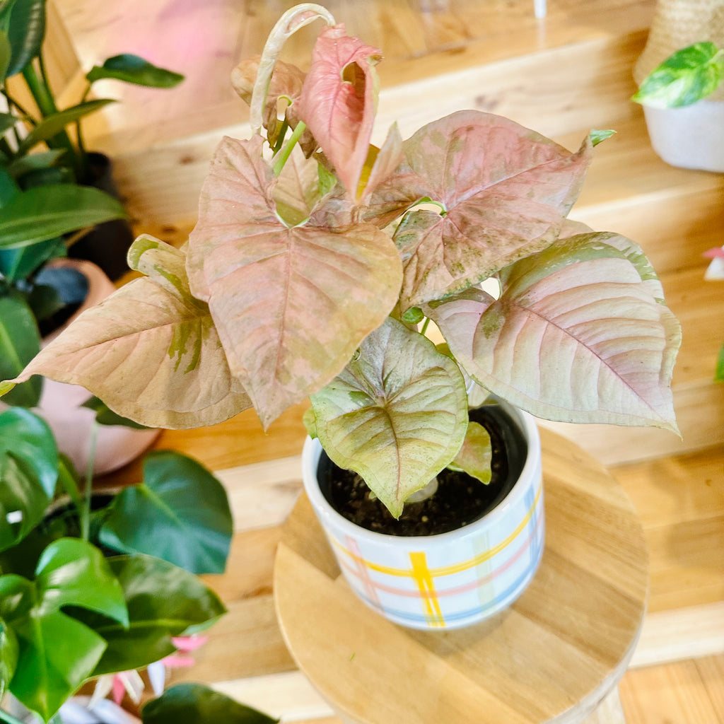 Syngonium Neon - 130mm (Pot Combo Option)