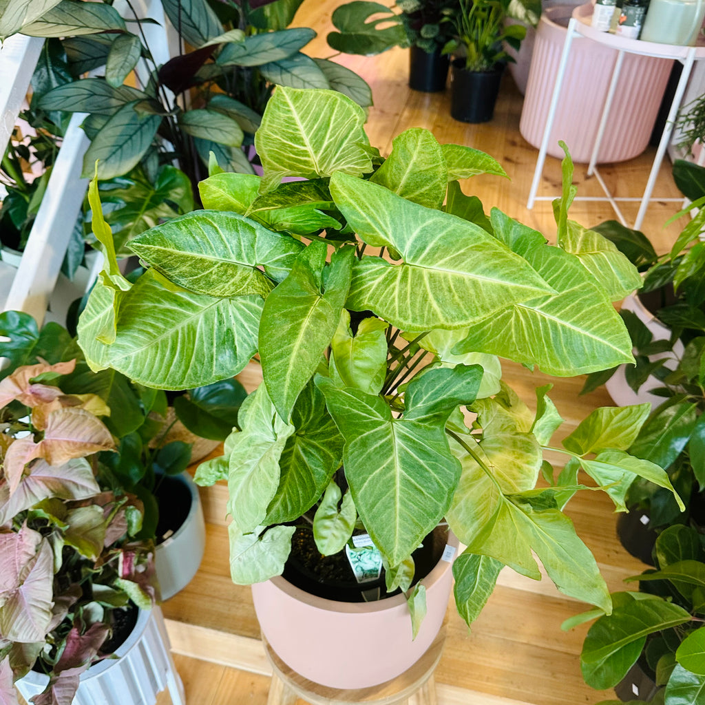 Syngonium White Butterfly - 200mm (Pot Combo Option)