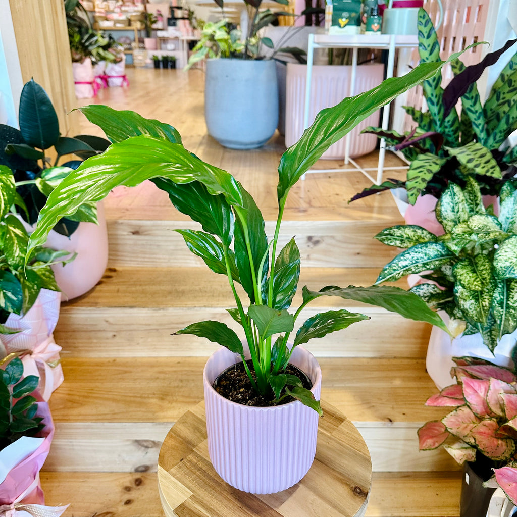 Peace Lily 120mm - (Pot Combo Option)