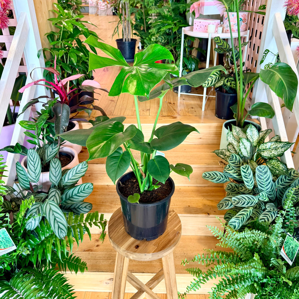 Monstera Deliciosa - 200mm (Pot Combo Option)