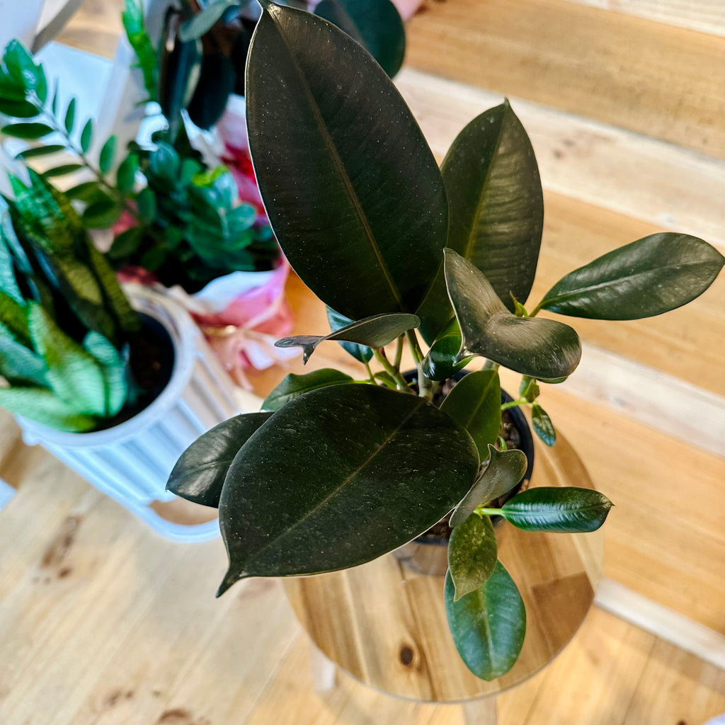 Ficus Elastica Burgundy - 140mm