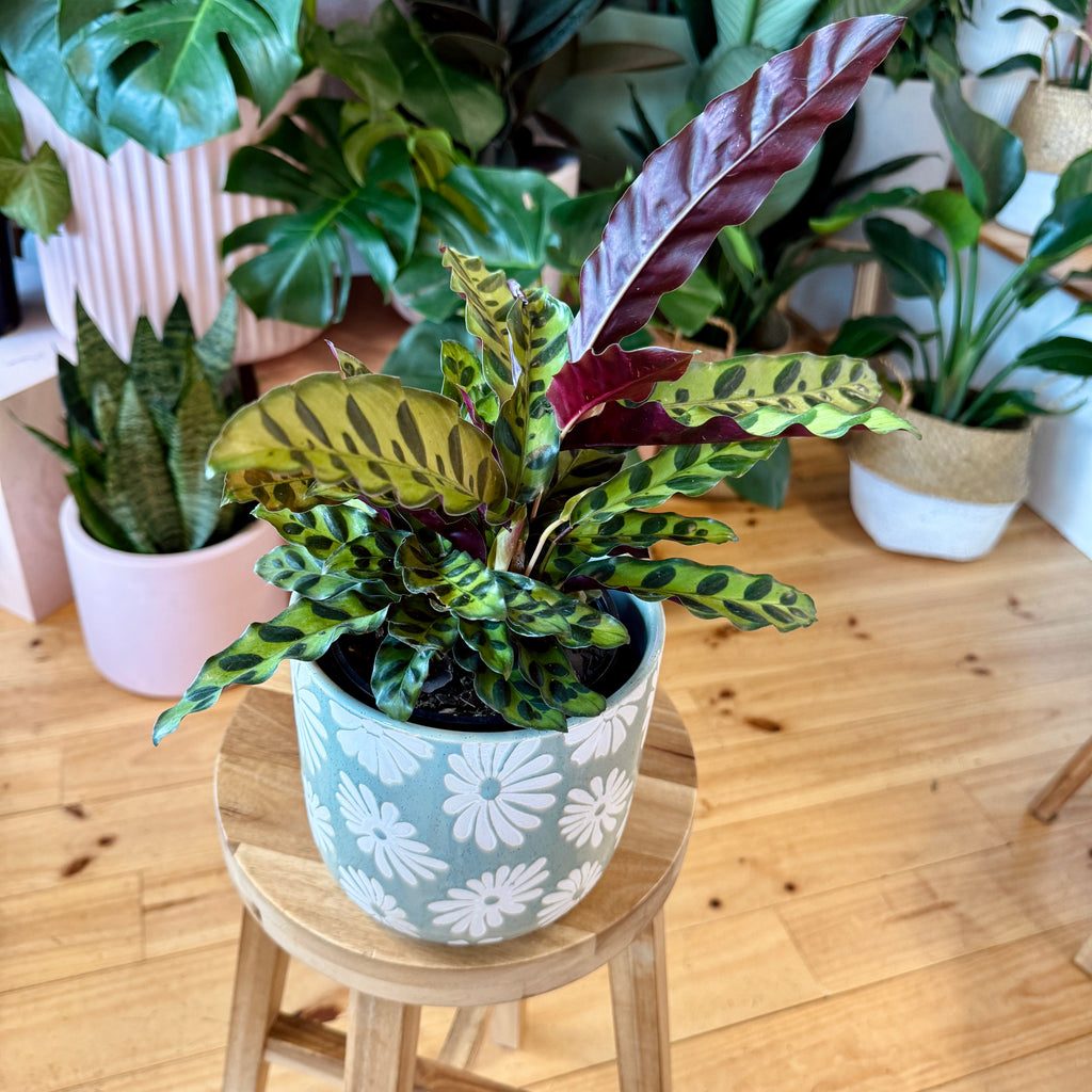 Rattlesnake Calathea 140mm