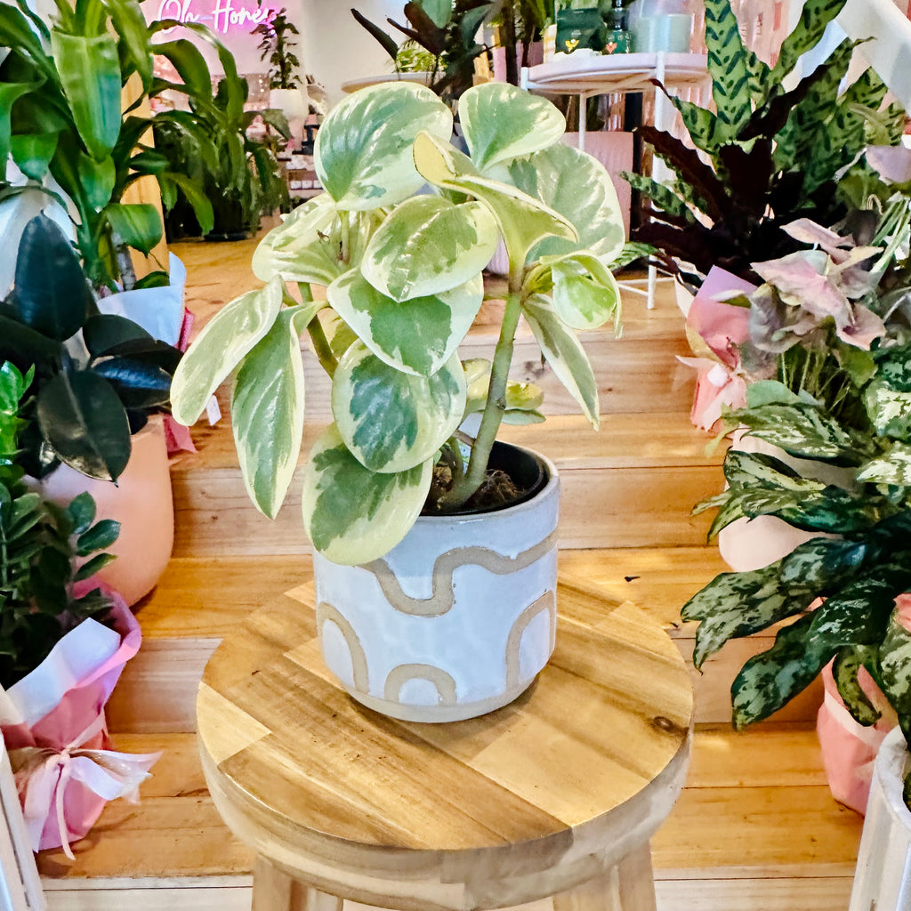 Peperomia Obtusifolia- 120mm (Pot Combo Option)