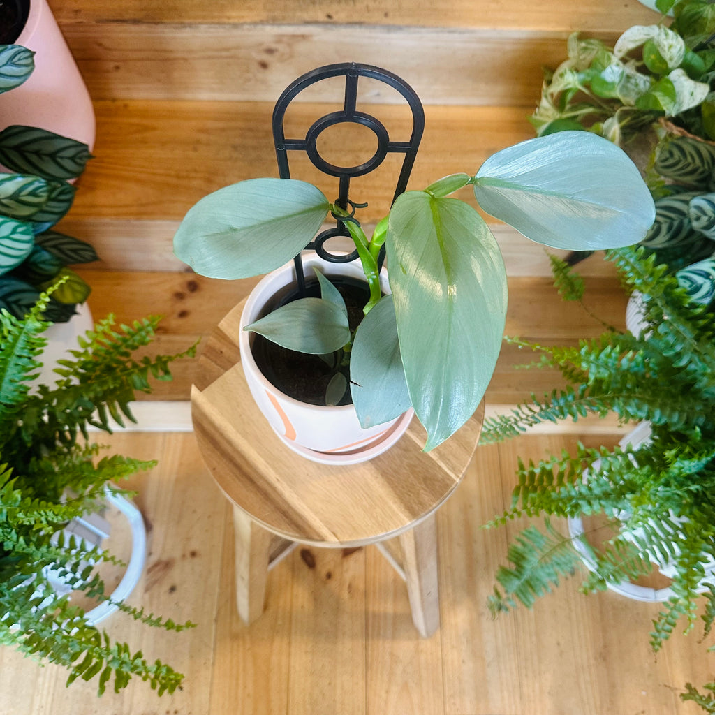 Philodendron ‘Sliver Sword’ - 130mm (Pot Combo Option)