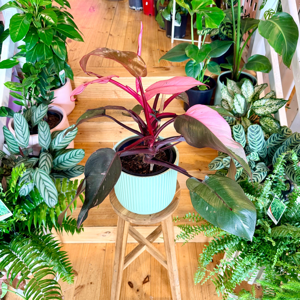 Philodendron ‘Pink Princess’ - 200mm (Pot Combo Option)