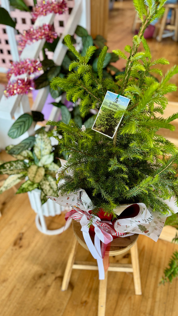 Christmas Tree - Norway Spruce