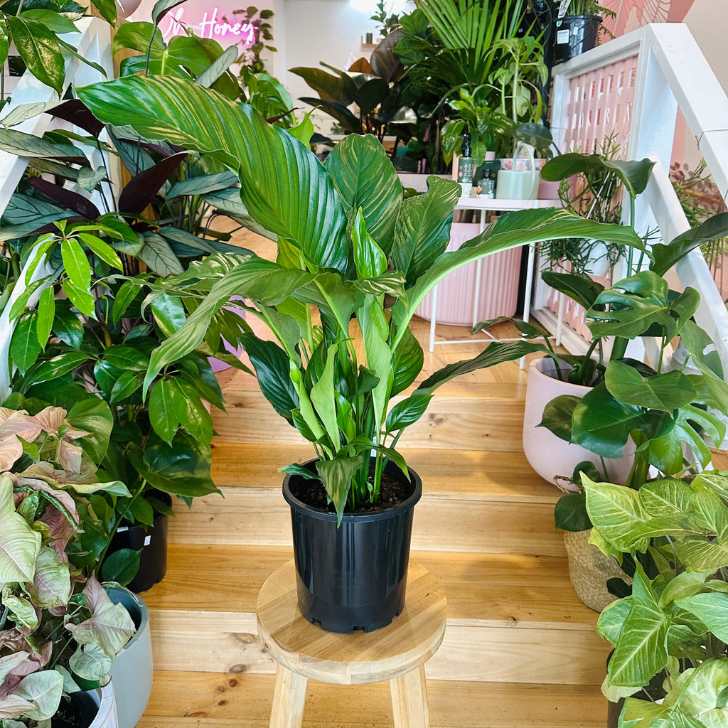 Peace Lily - 200mm (Pot Combo Option)