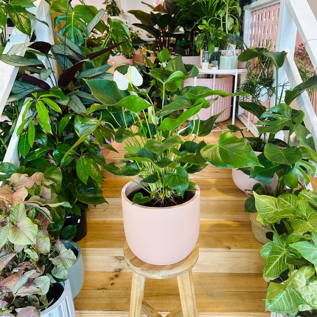 White Anthurium - 200mm (Pot Combo Option)