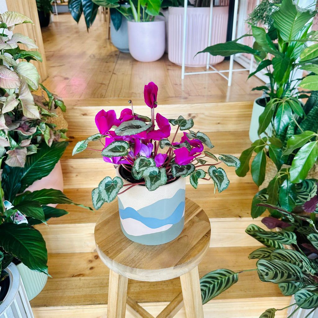 Cyclamen - 140mm (Pot Combo Option)