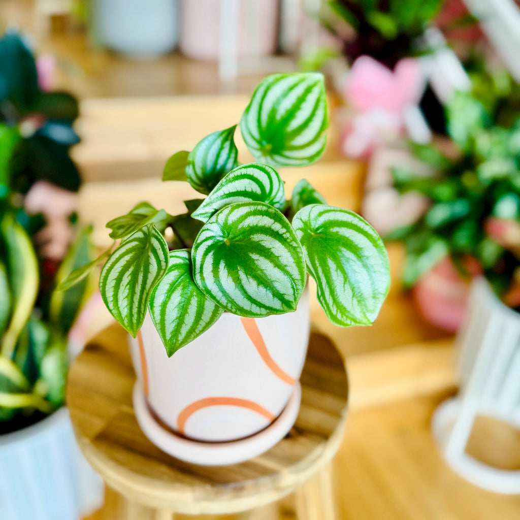 Peperomia Melon Peru - 120mm (Pot Combo Option)