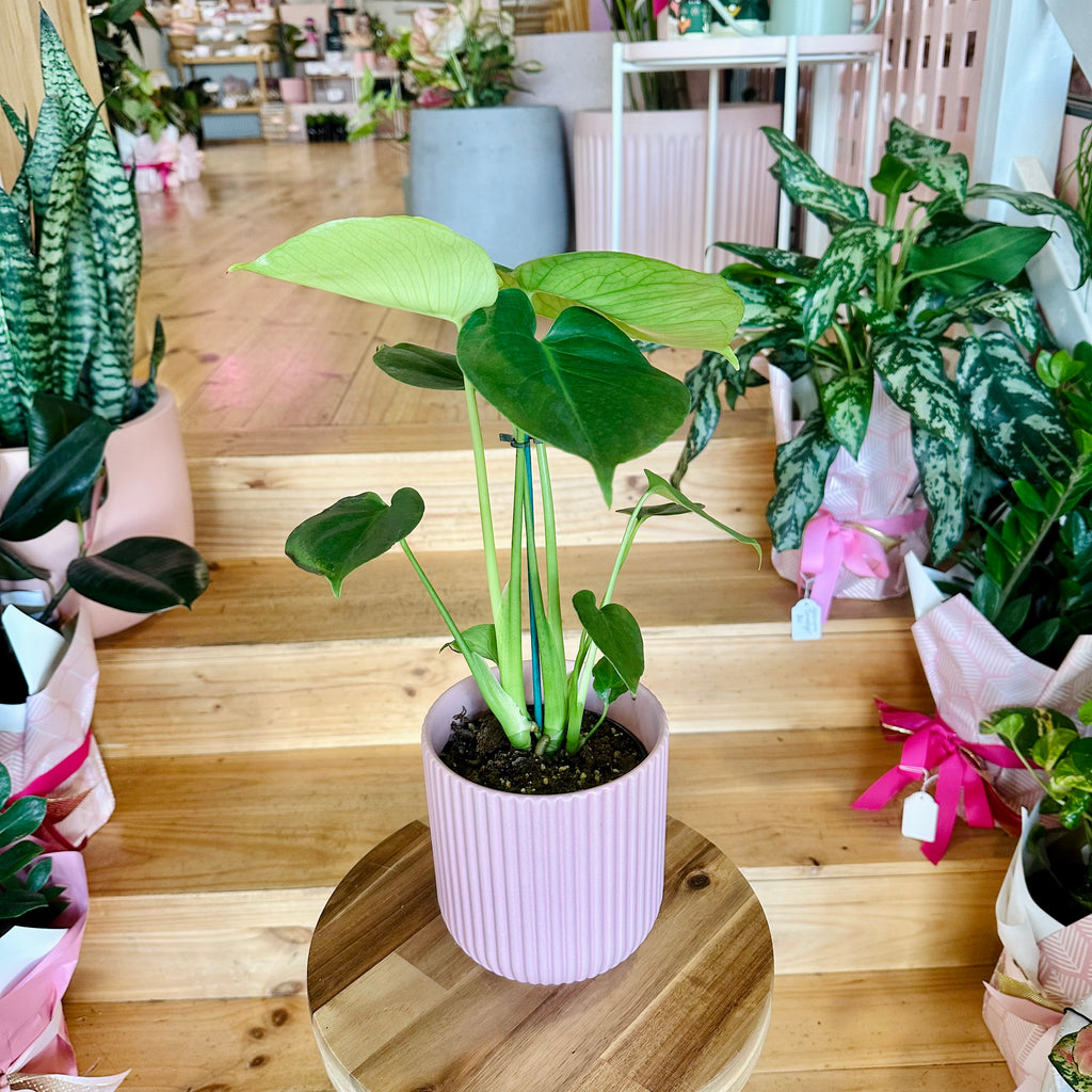 Monstera Deliciosa 120mm - (Pot Combo Option)