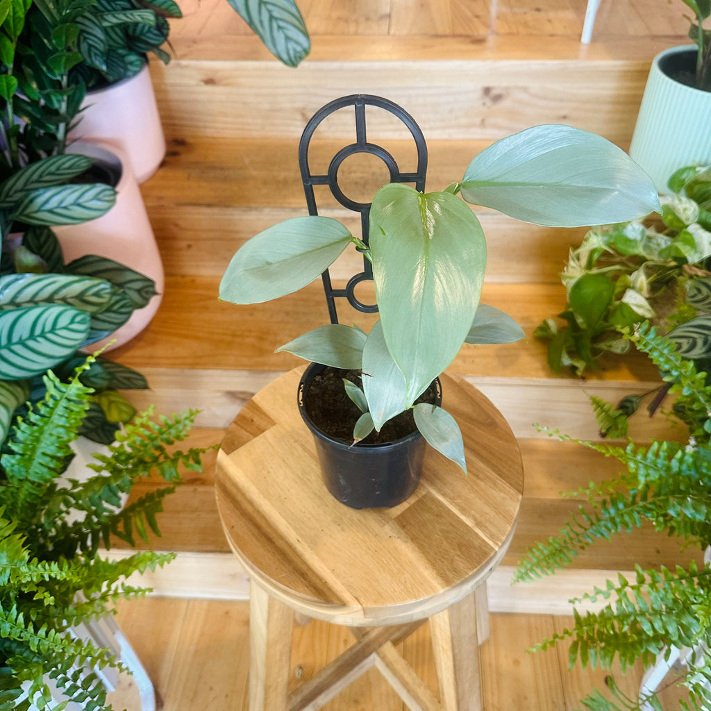 Philodendron ‘Sliver Sword’ - 130mm (Pot Combo Option)