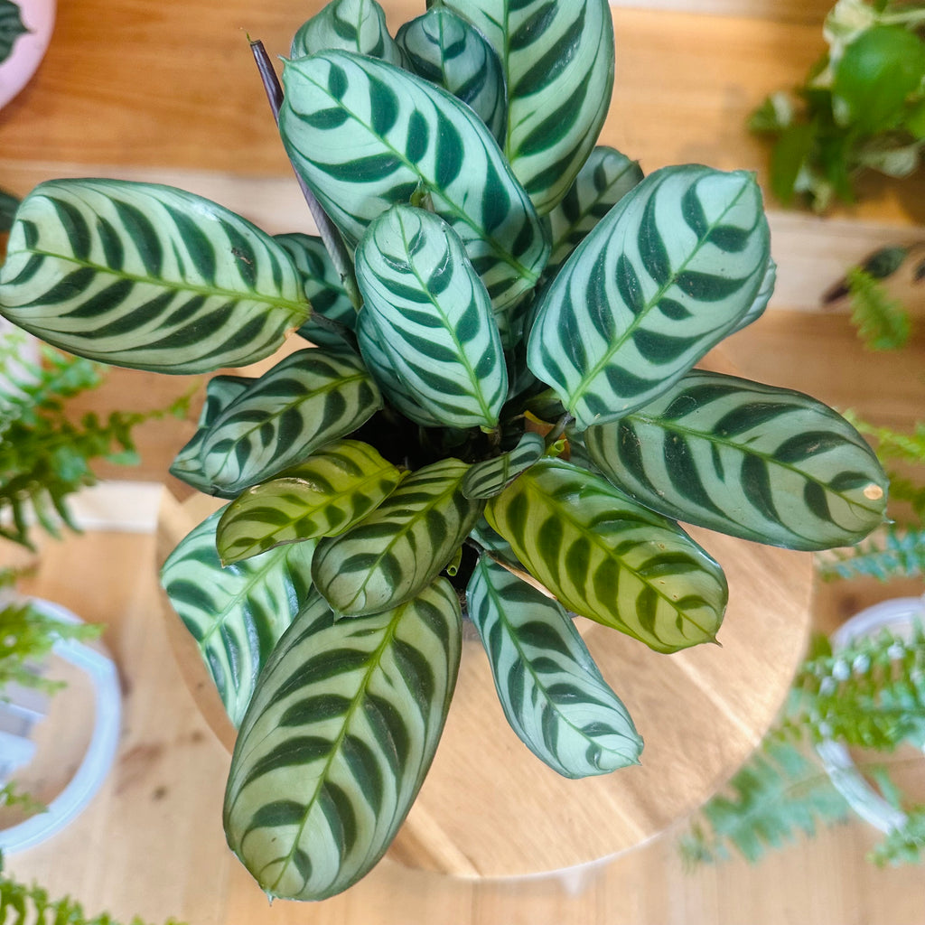 Fishbone Calathea - 130mm (Pot Combo Option)