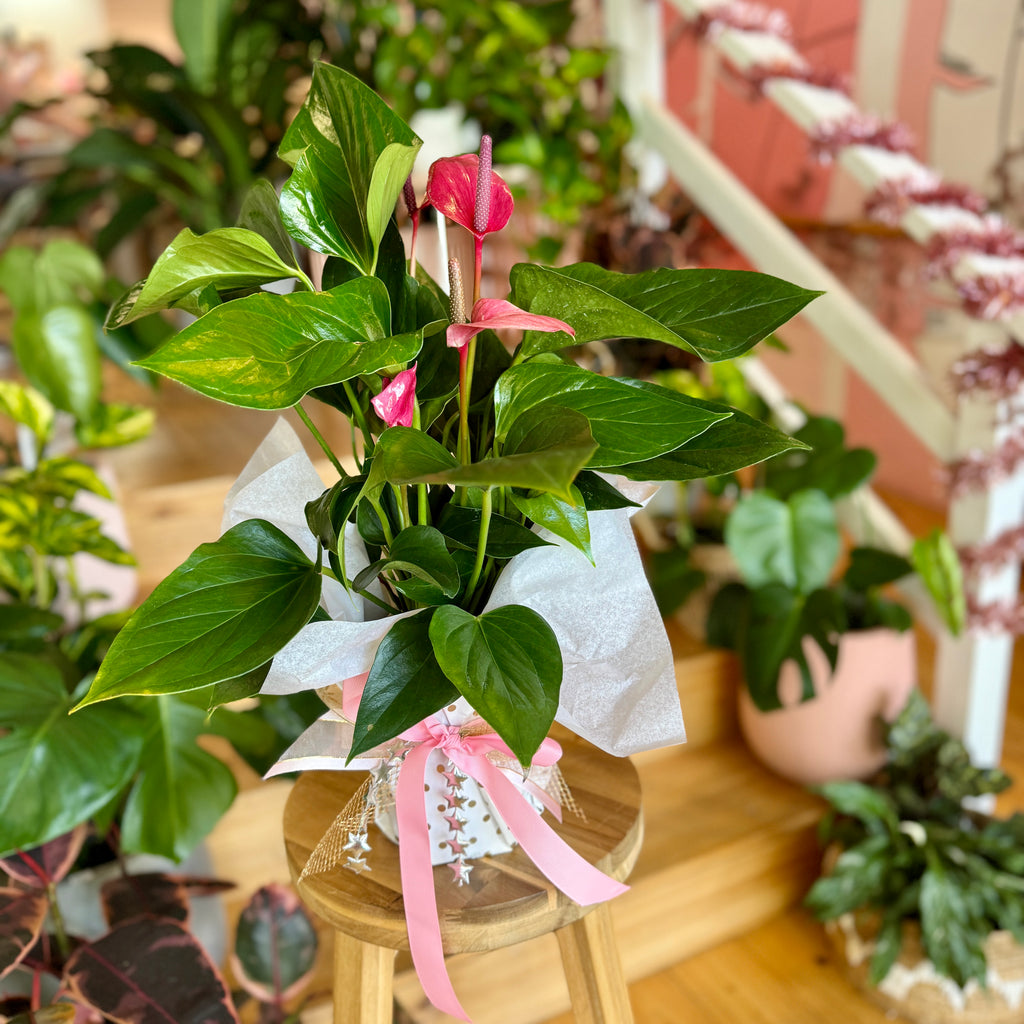 Deep Pink Anthurium 140mm Gift Wrapped