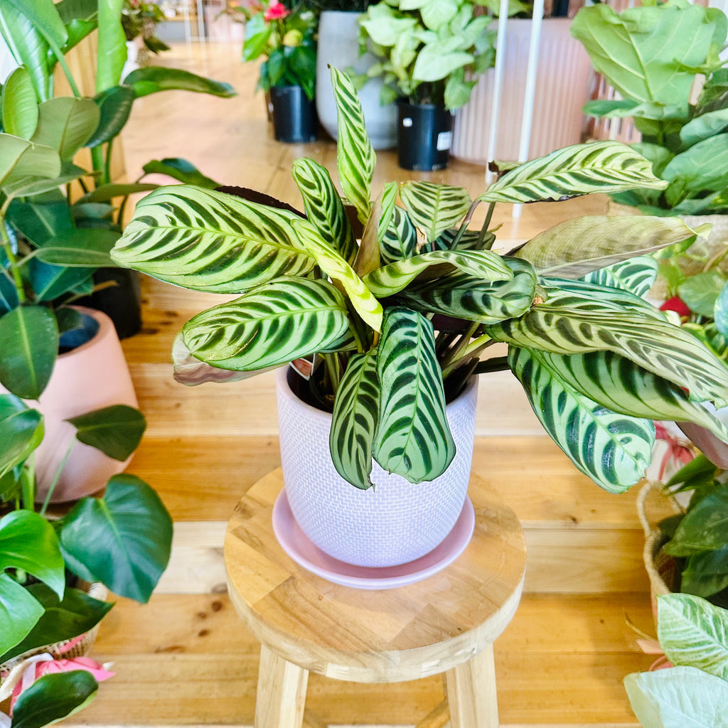 Fishbone Calathea - 140mm (Pot Combo Option)