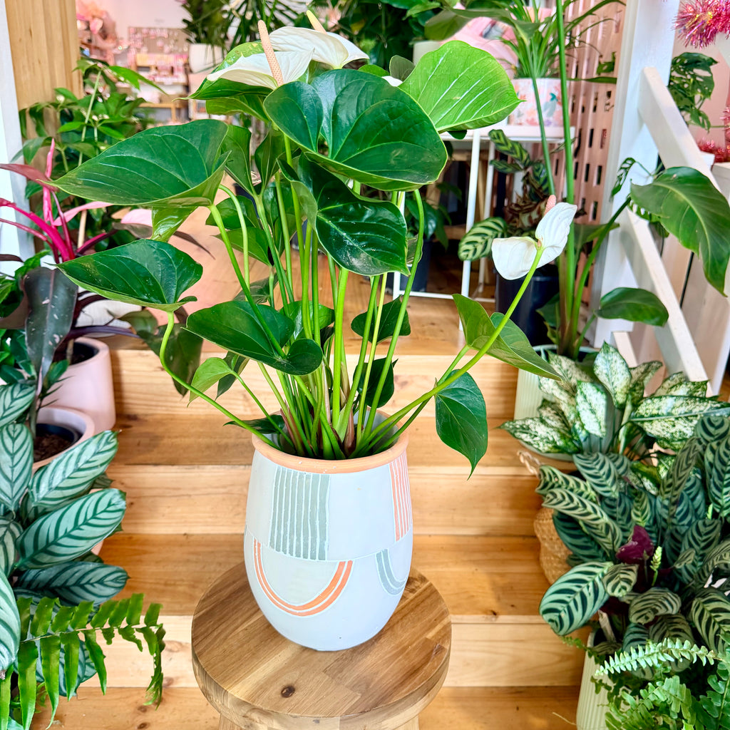 Anthurium (Assorted Colours) - 140mm