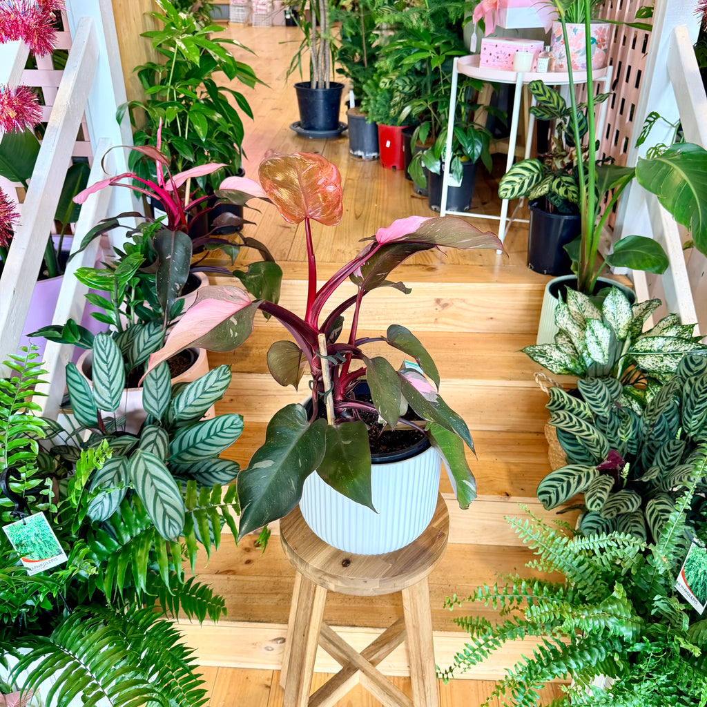 Philodendron ‘Pink Princess’ - 200mm (Pot Combo Option)