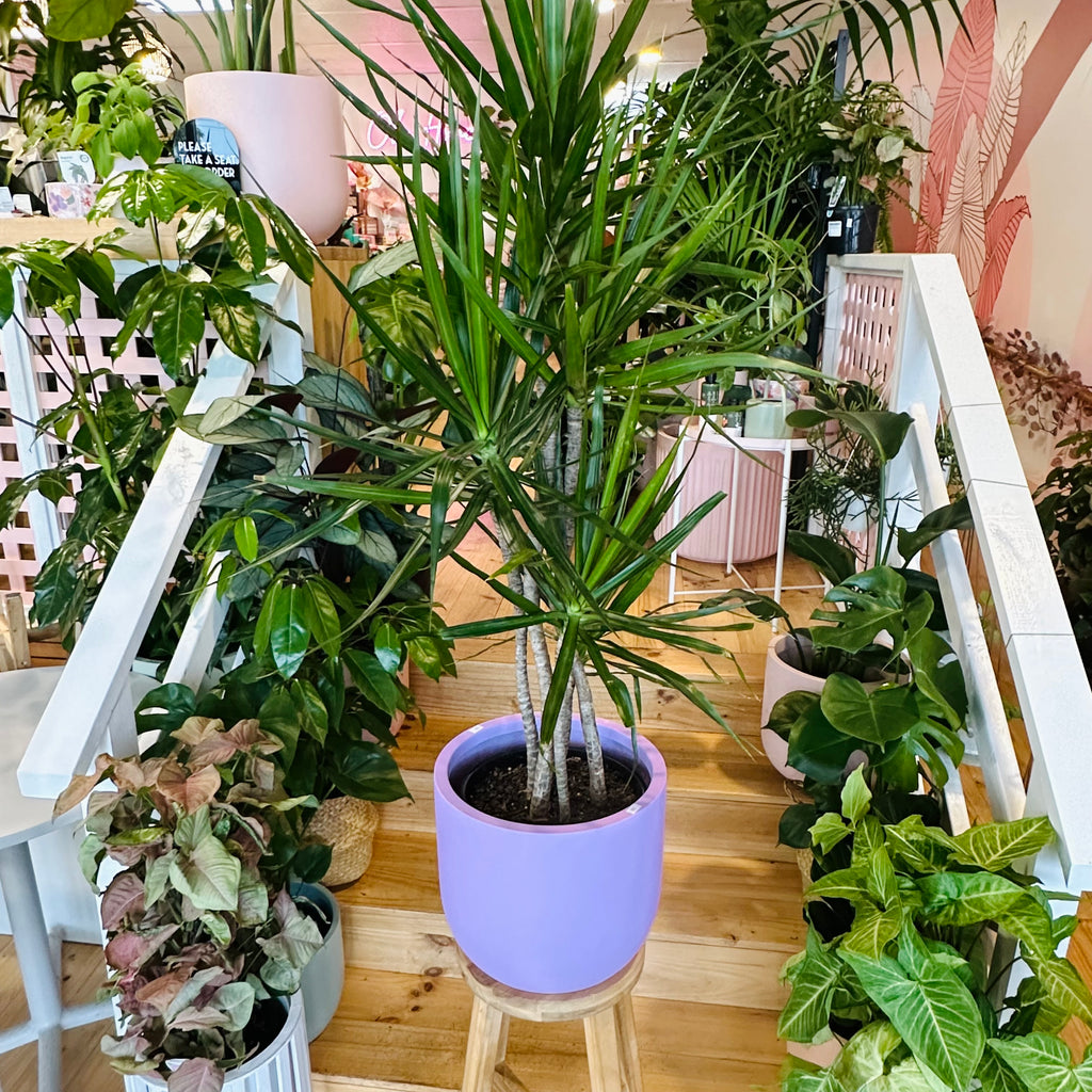 Madagascar Dragon Tree - 250mm (Pot Combo Option)