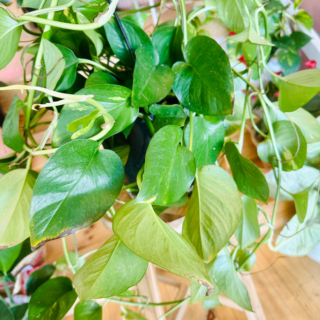 Devils Ivy - Hanging Basket