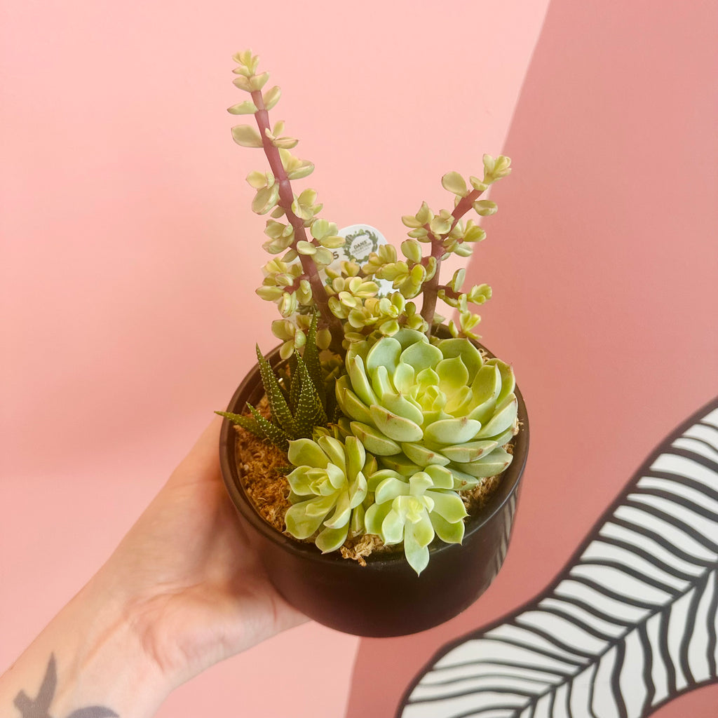 Succulent bowl