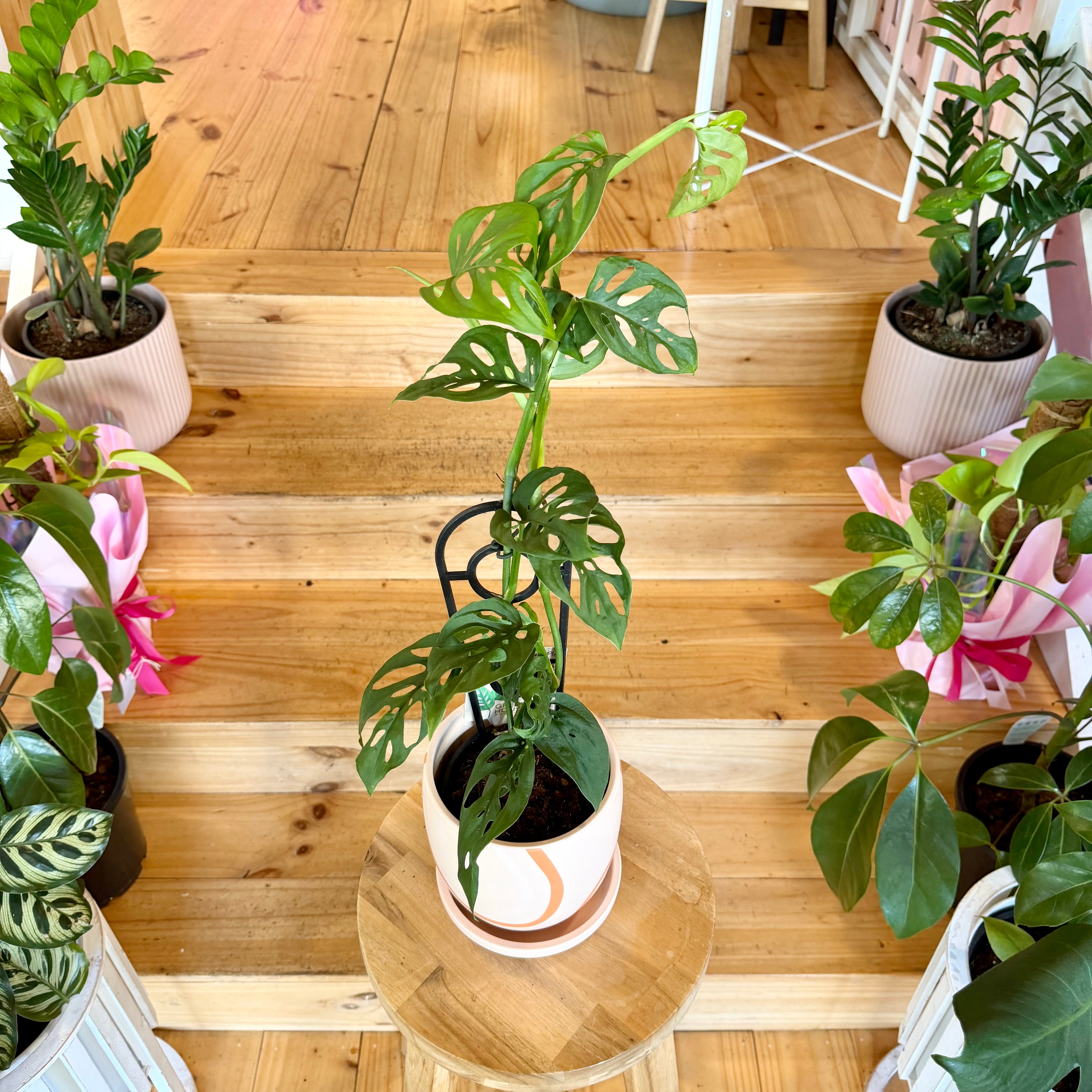 Monstera 'Adansonii' - 130mm (Pot Combo Option)