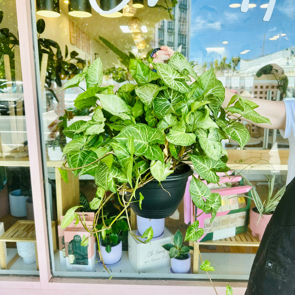 Syngonium White Butterfly - Hanging Basket