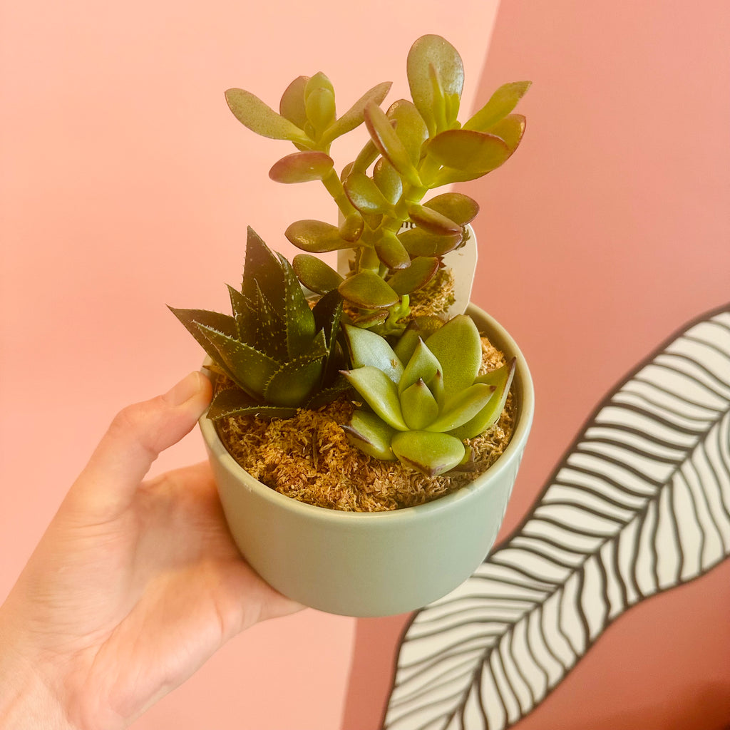 Succulent bowl