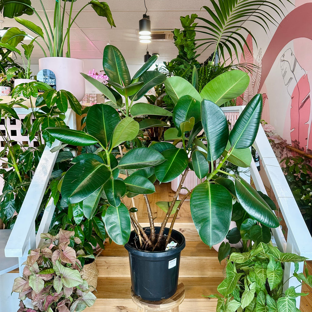 Ficus Elastica Rubber Tree (Robusta) - 300mm