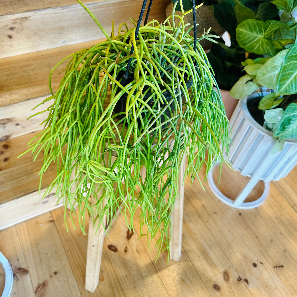 Cactus (Hanging Baskets) - 140mm