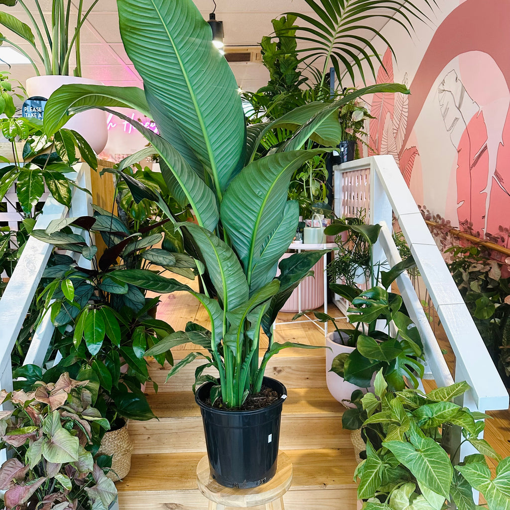 Peace Lily - 250mm (Pot Combo Option)