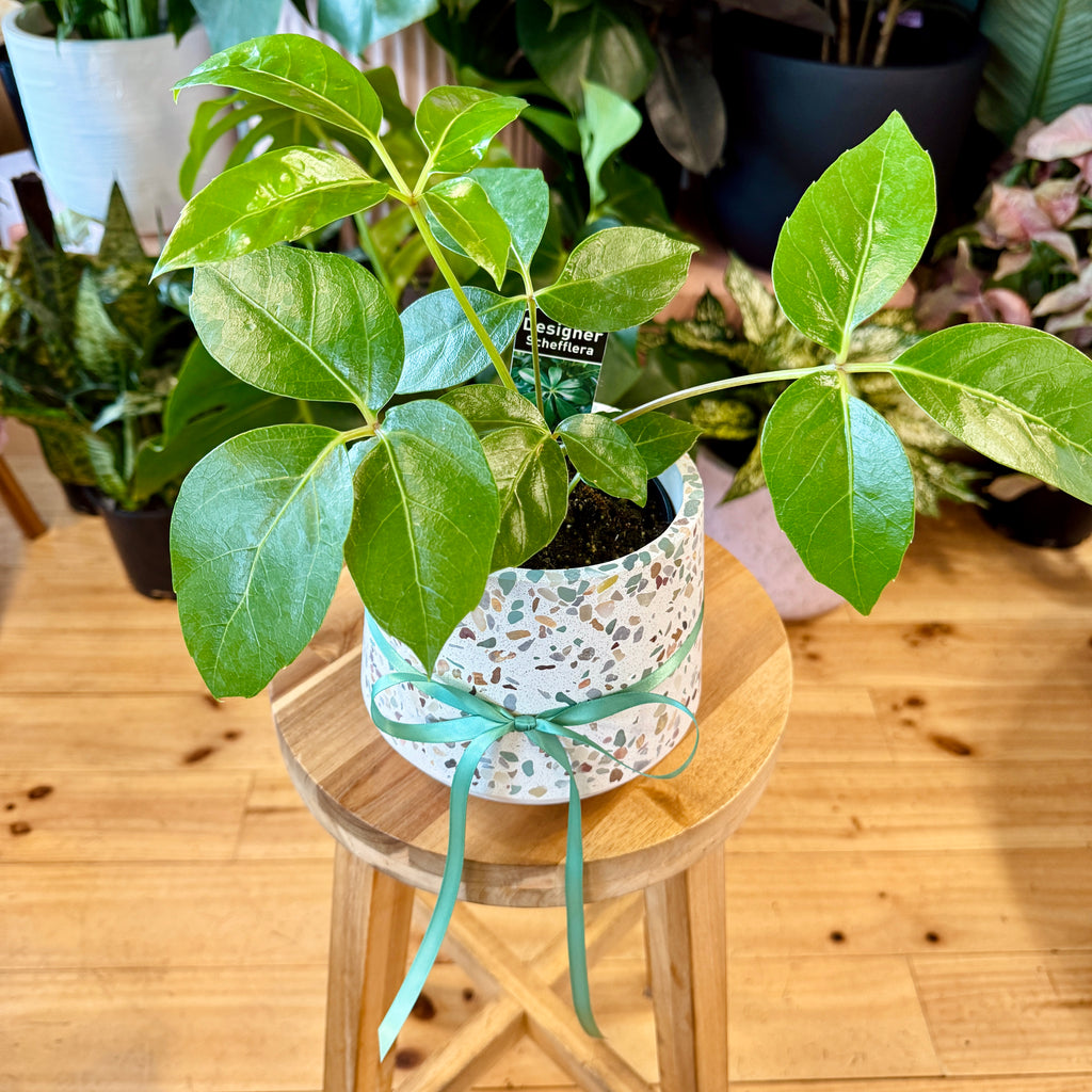 Umbrella Plant 120mm + Terrazzo Pot Combo