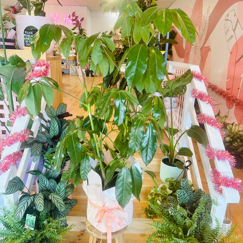 Umbrella Plant - 300mm (Pot Combo Option)