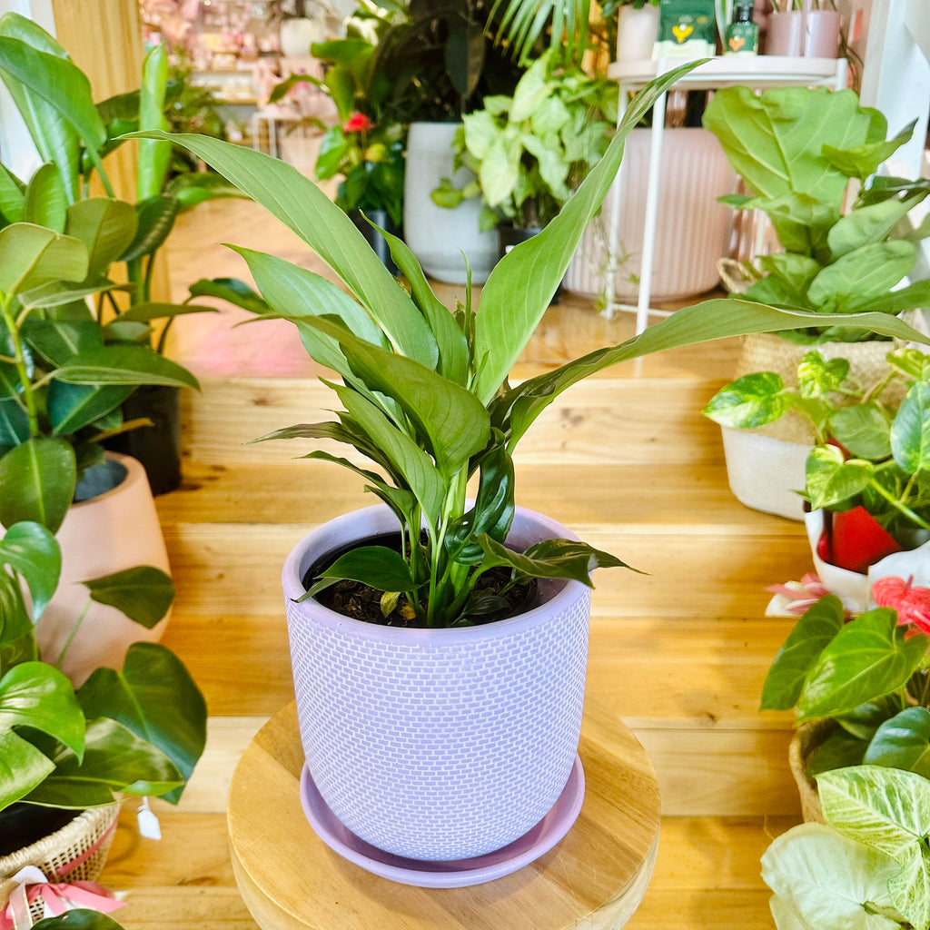 Peace Lily - 140mm (Pot Combo Option)